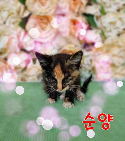 군산유기동물보호센터_445467202301316