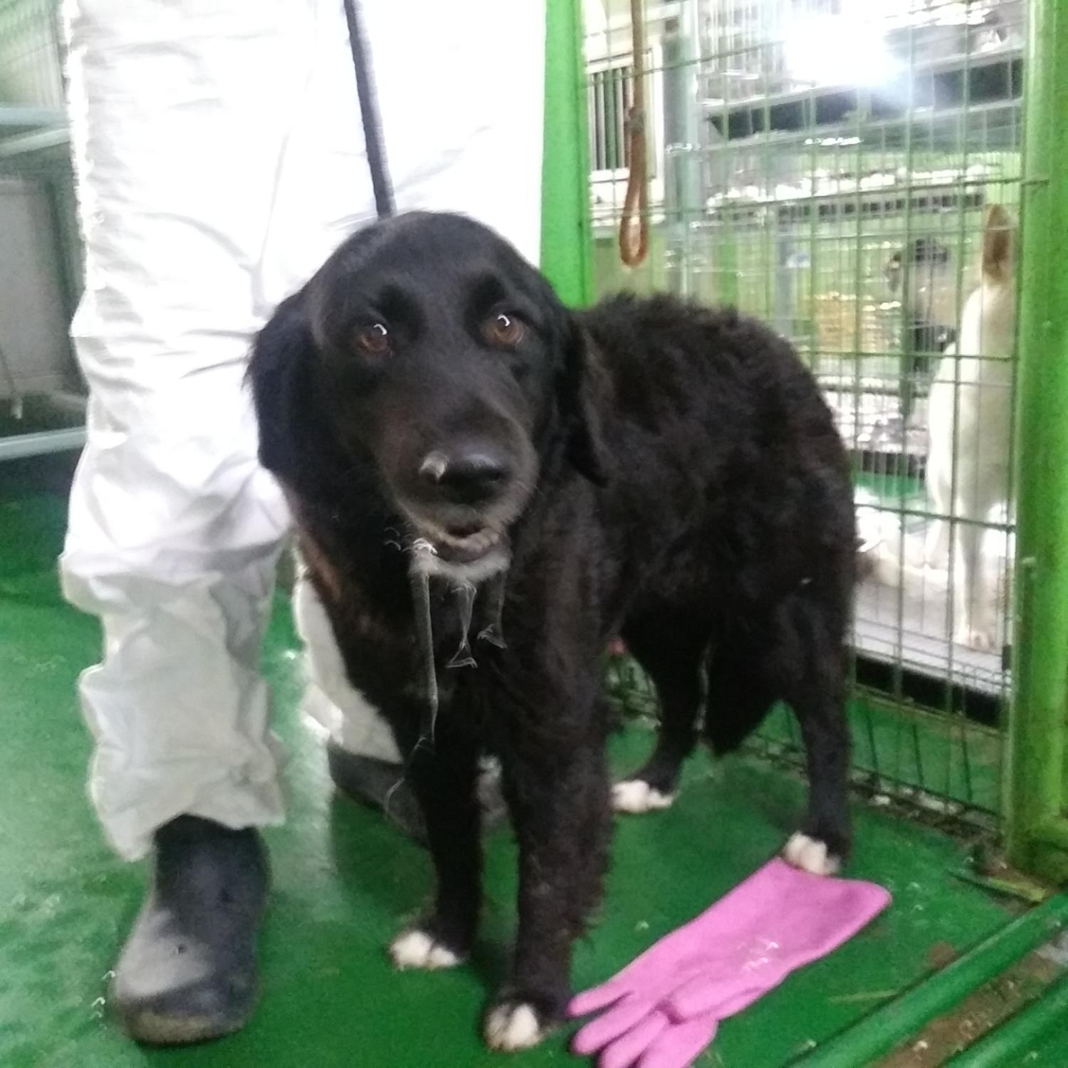 인천광역시수의사회_428353202300858