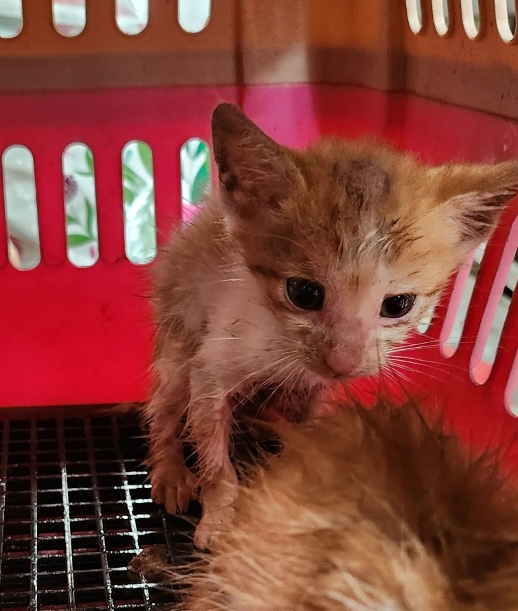 울산유기동물보호센터_431369202300511