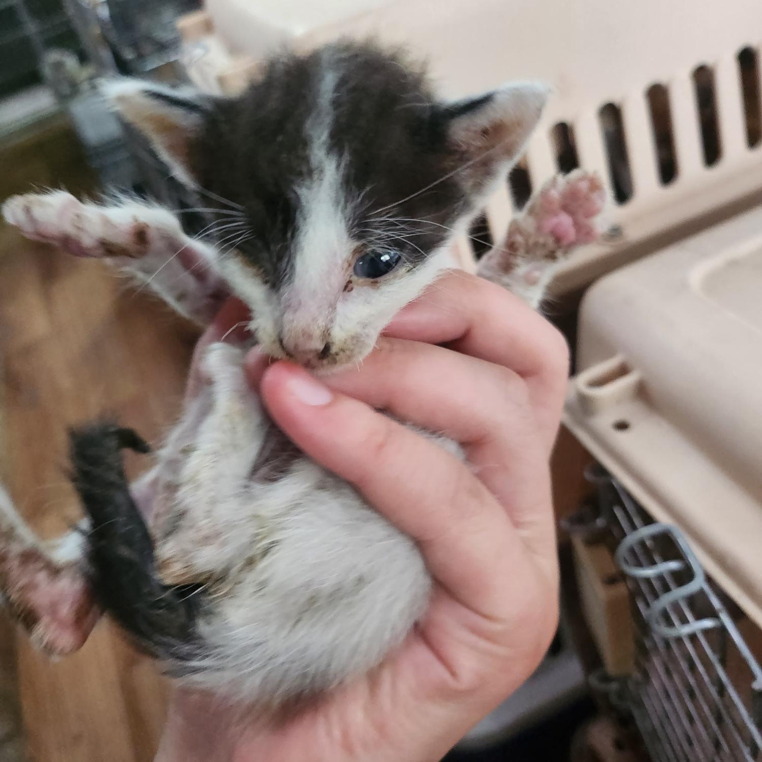 울산유기동물보호센터_431372202300354