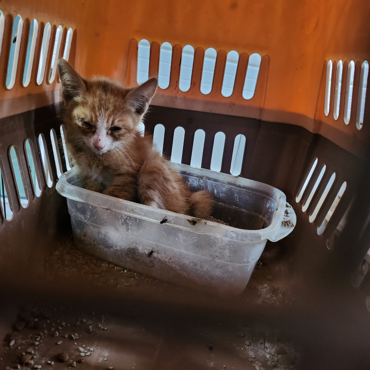 울산유기동물보호센터_431372202300357
