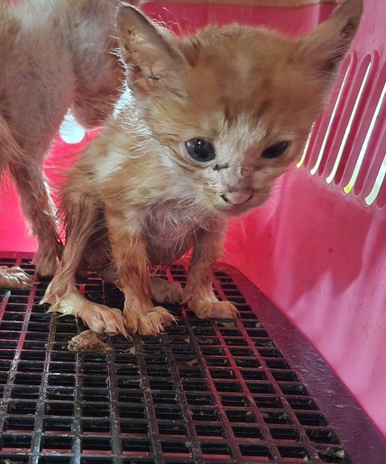 울산유기동물보호센터_431369202300512