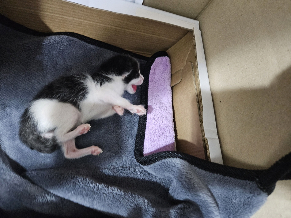 남산동물병원_411302202300399