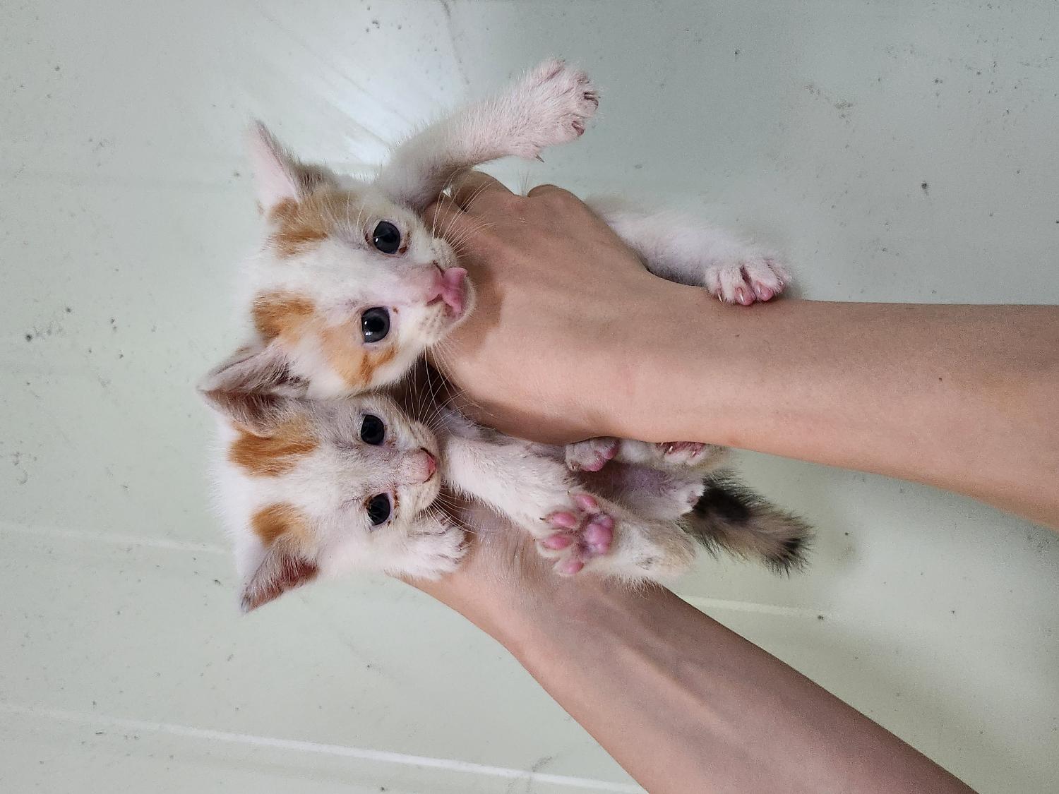 부산동물보호센터_426326202300462