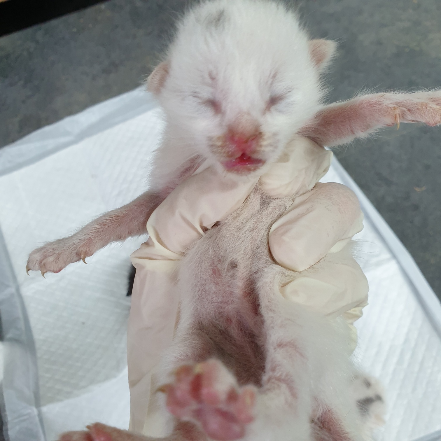 남양동물보호센터_441553202302135