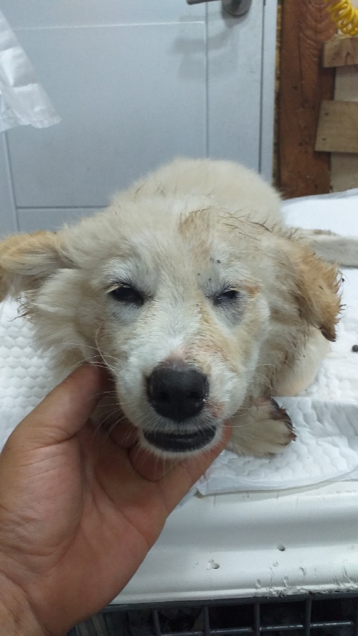 이성준동물병원_441408202300908