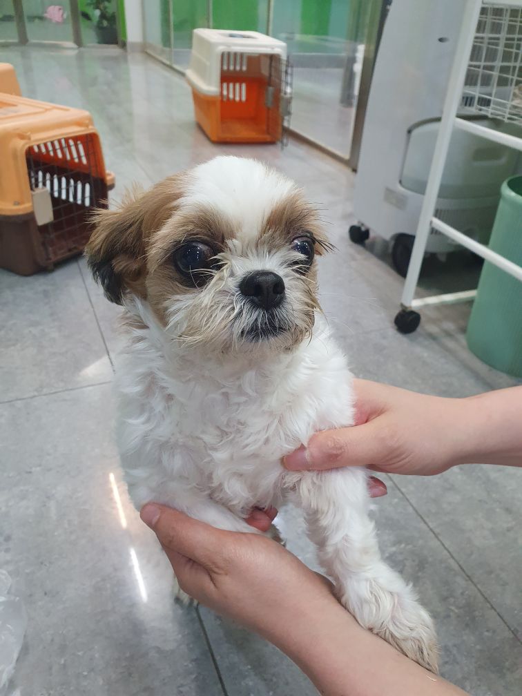 펫앤쉘터동물병원_441378202301220