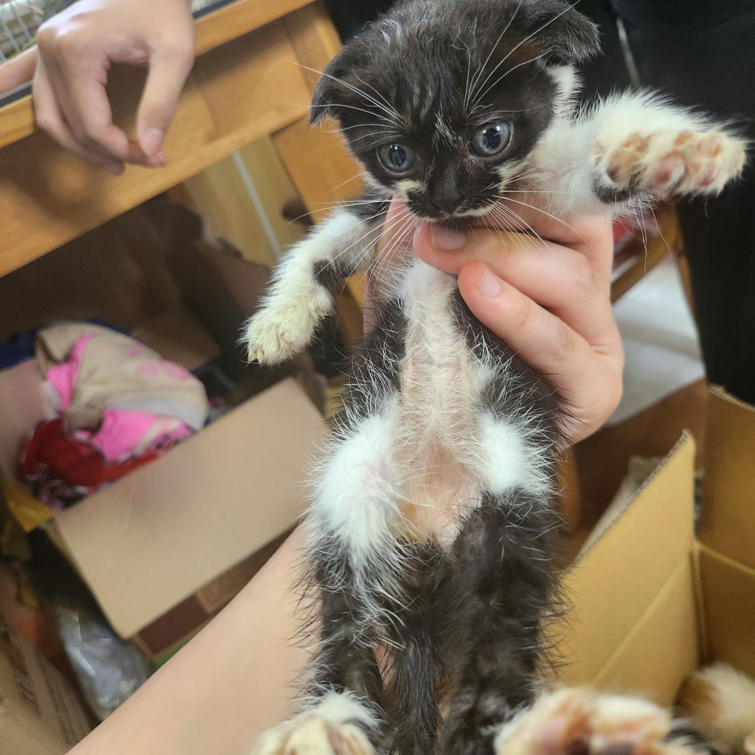 울산유기동물보호센터_431373202300744