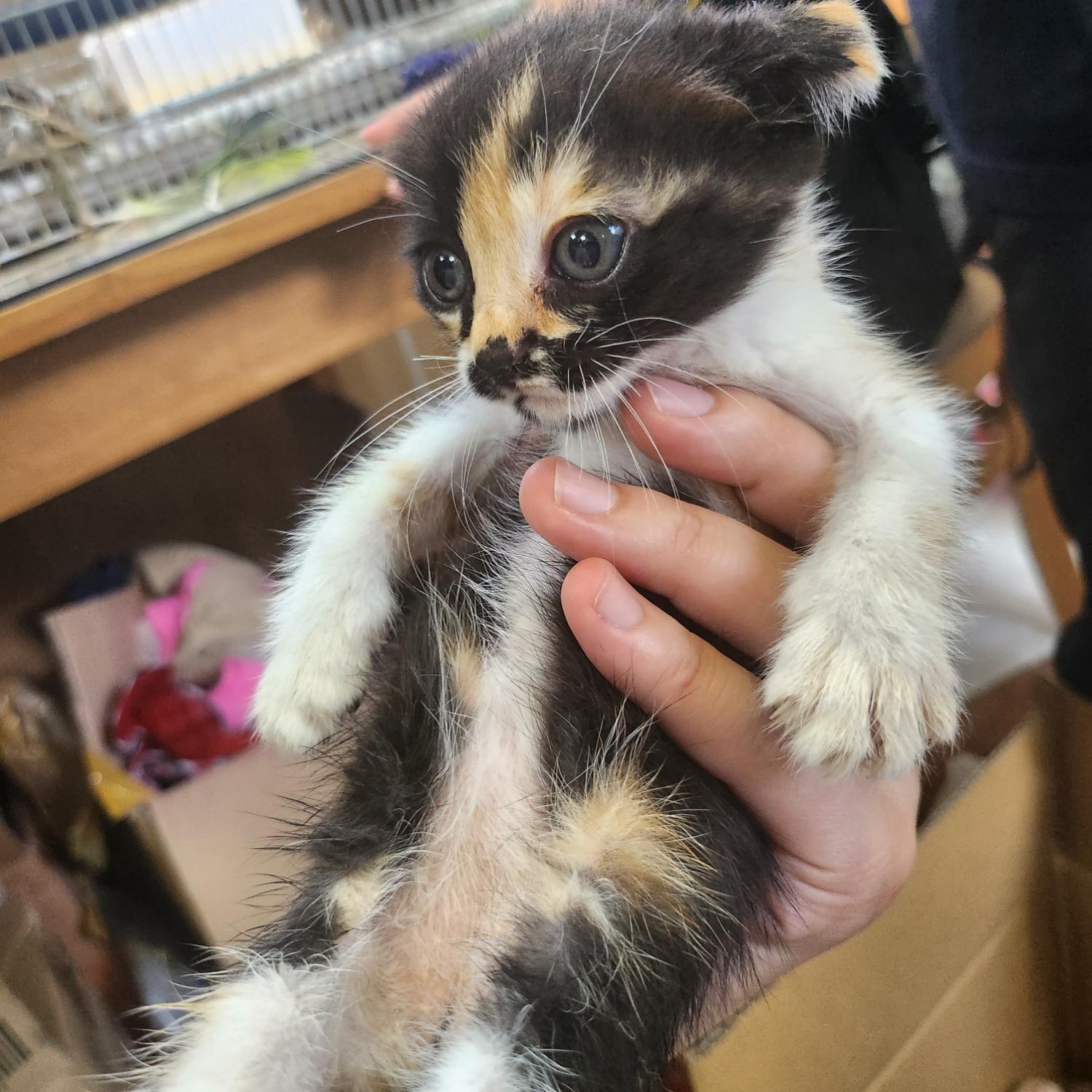 울산유기동물보호센터_431373202300738