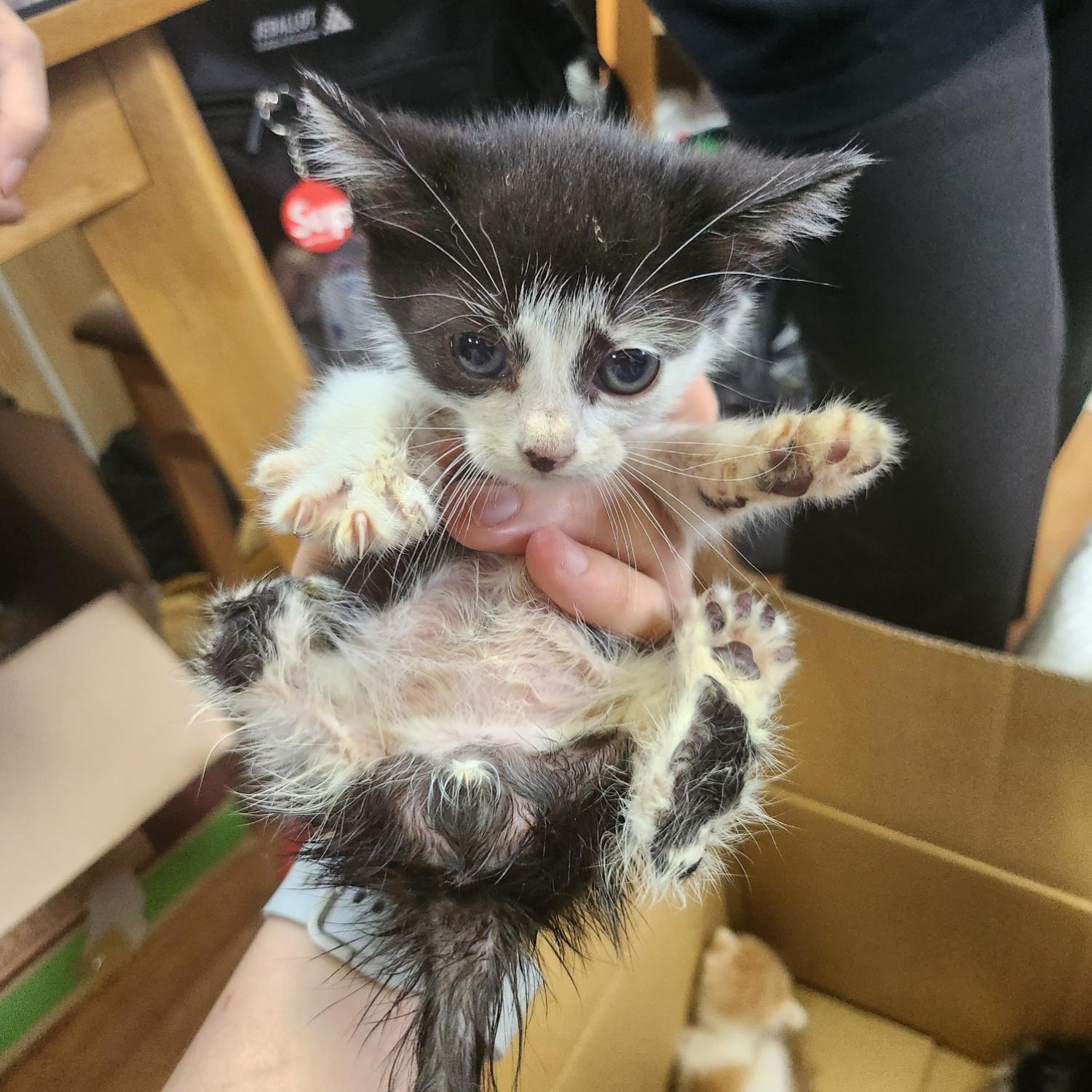 울산유기동물보호센터_431373202300741