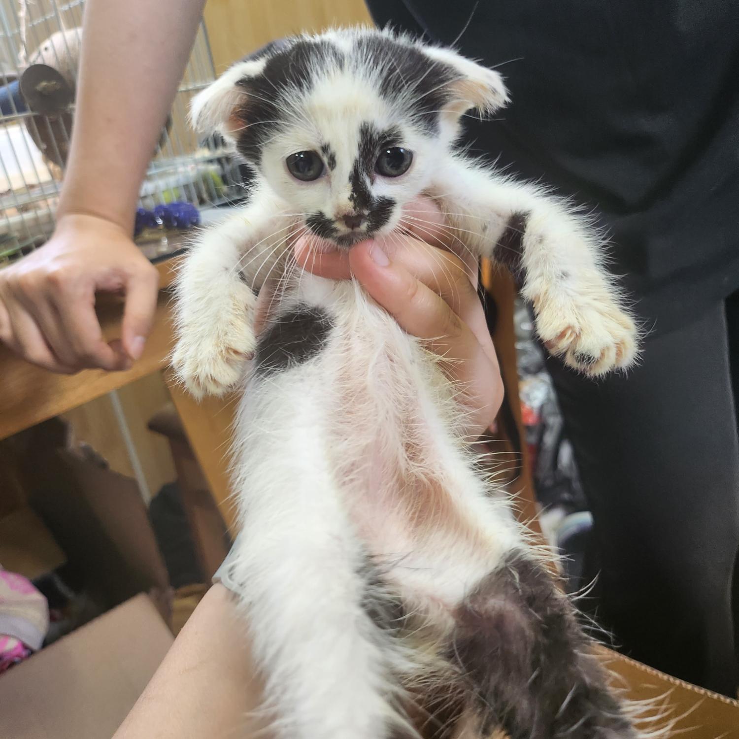 울산유기동물보호센터_431373202300739