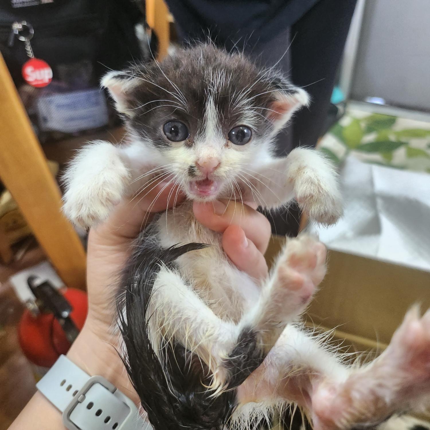 울산유기동물보호센터_431373202300742
