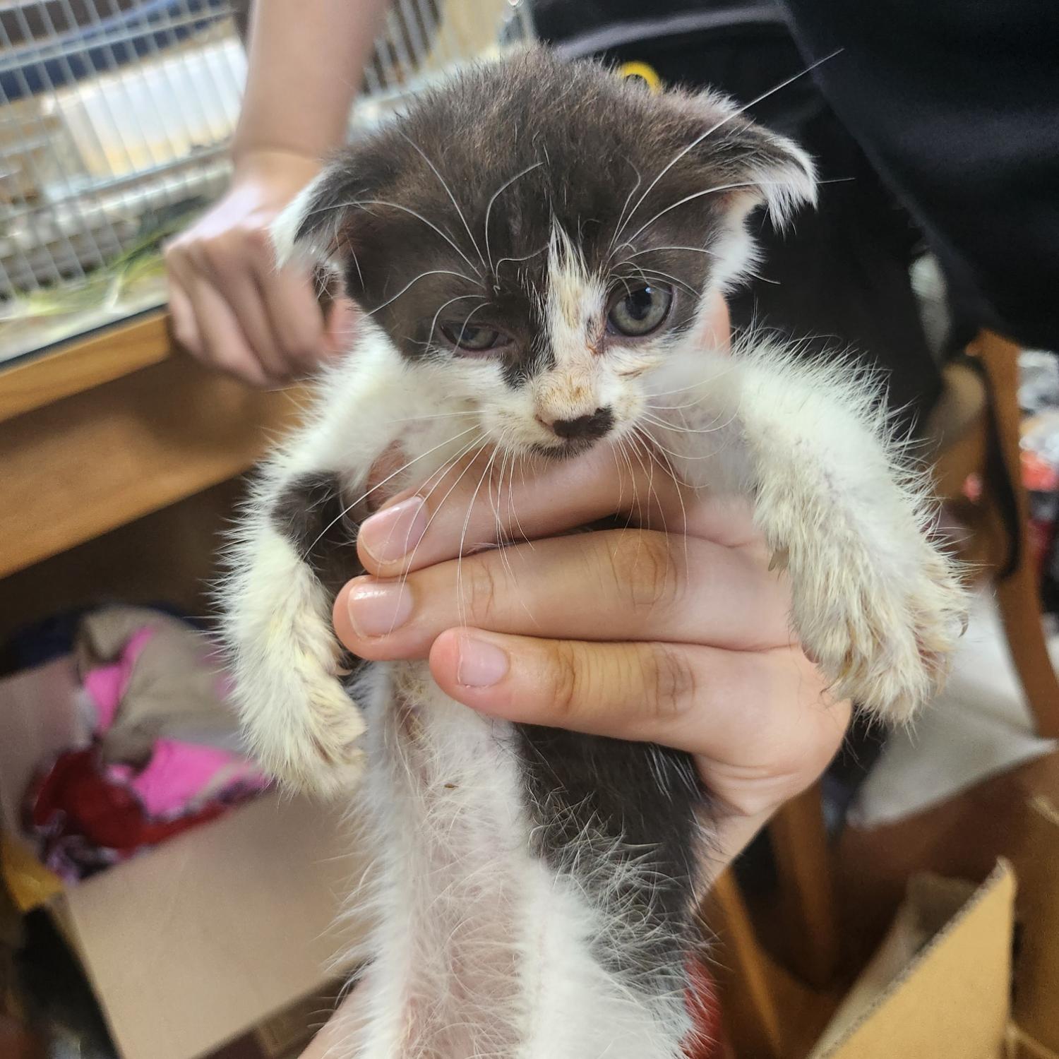울산유기동물보호센터_431373202300740
