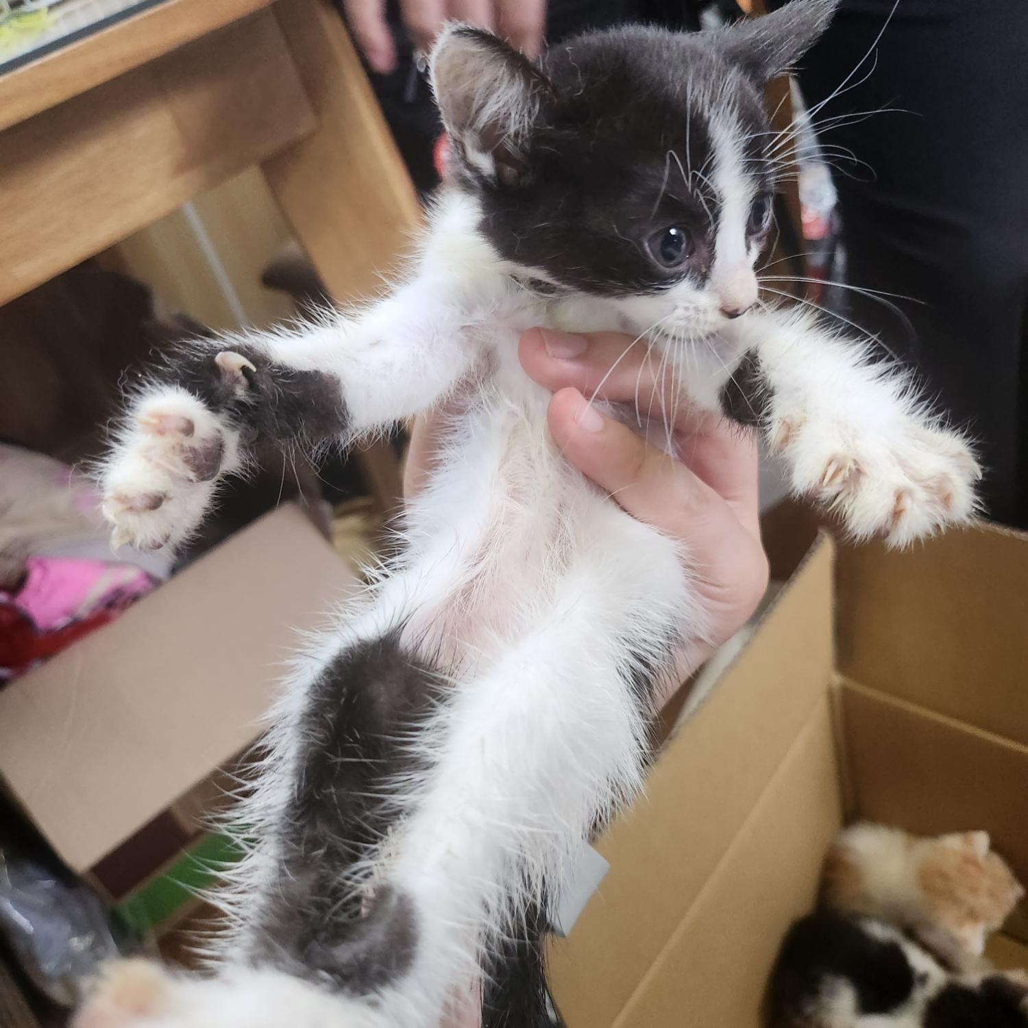 울산유기동물보호센터_431373202300743