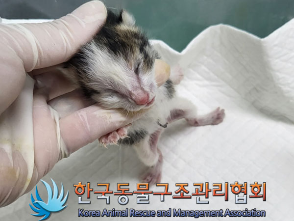 한국동물구조관리협회_411306202300483