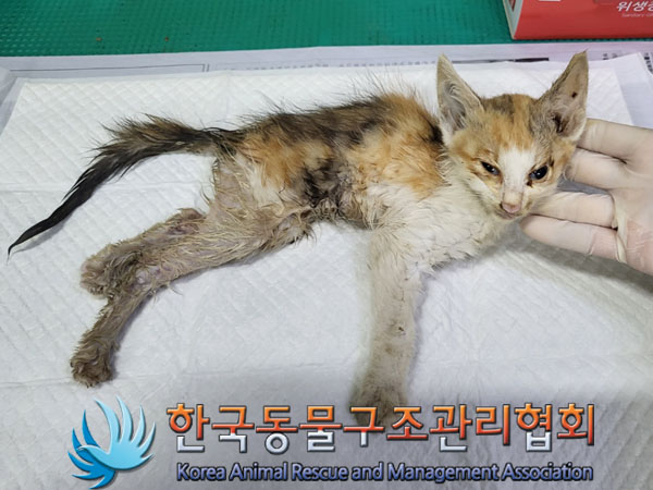 한국동물구조관리협회_411316202300515