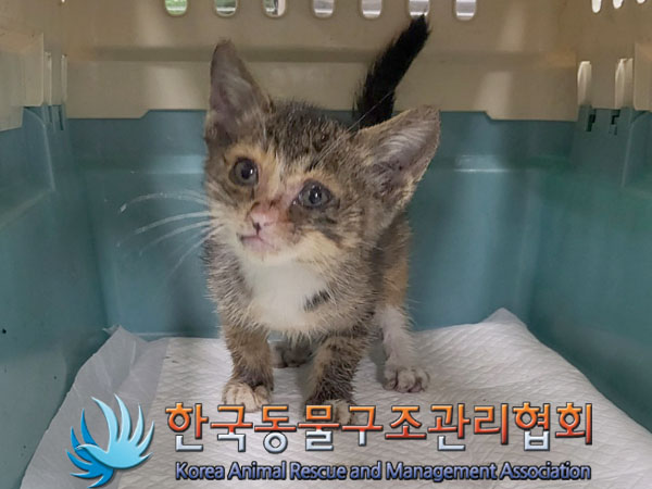한국동물구조관리협회_411303202300319