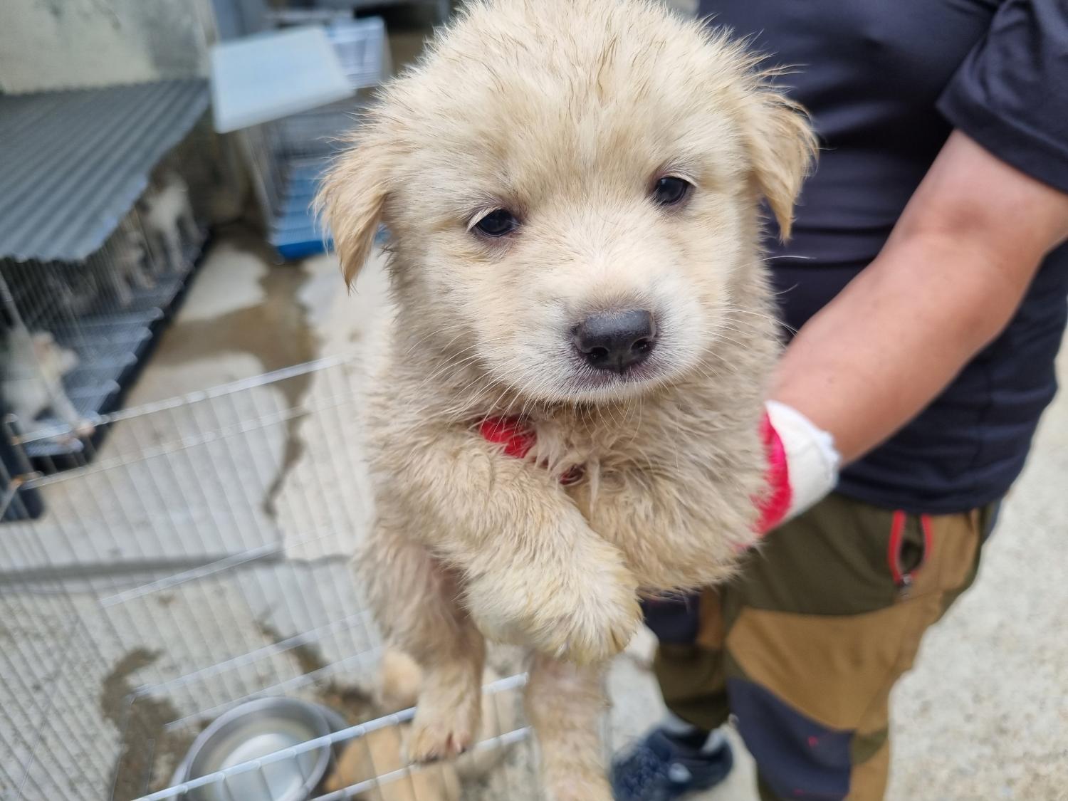 양산시 동물보호센터_448538202300412