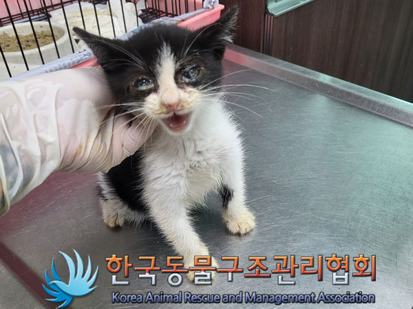 한국동물구조관리협회_441560202300887