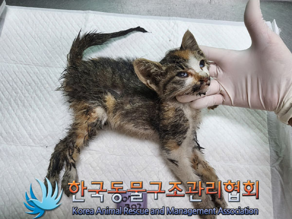 한국동물구조관리협회_441560202300888