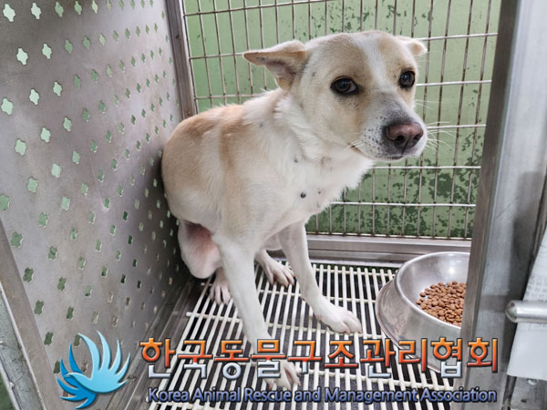 한국동물구조관리협회_441406202301023