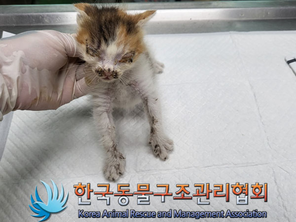 한국동물구조관리협회_411311202300608