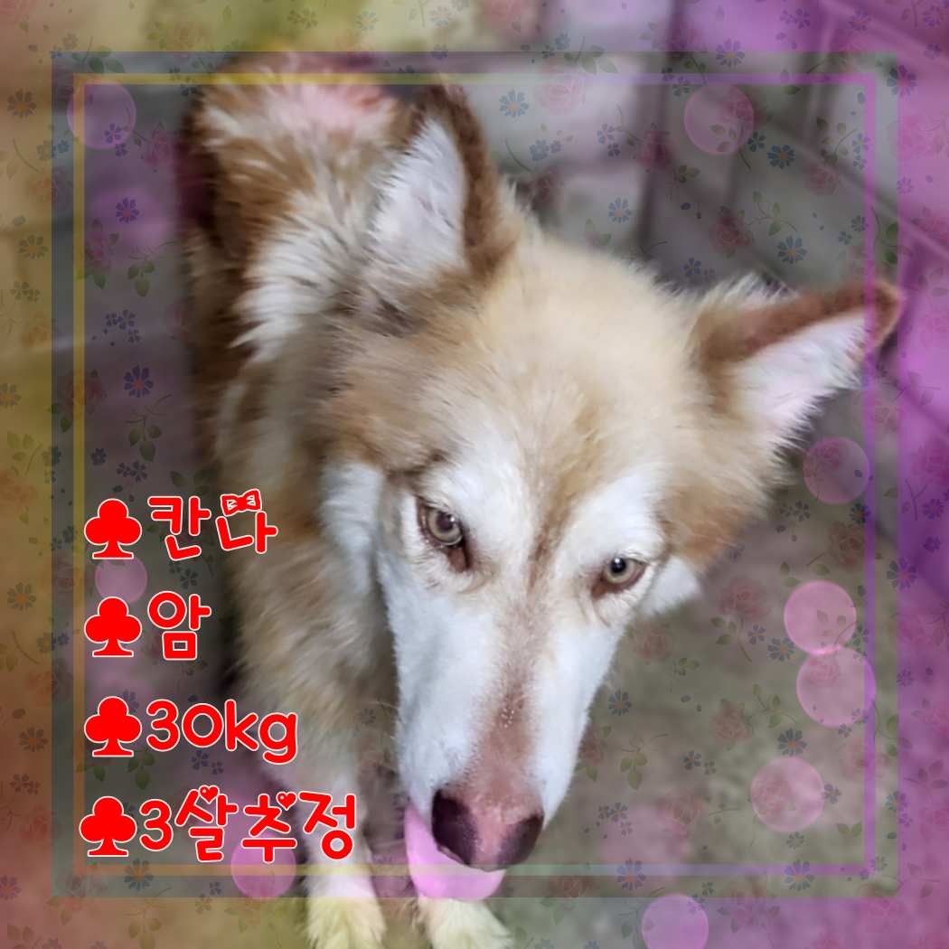 군산유기동물보호센터_445467202301318