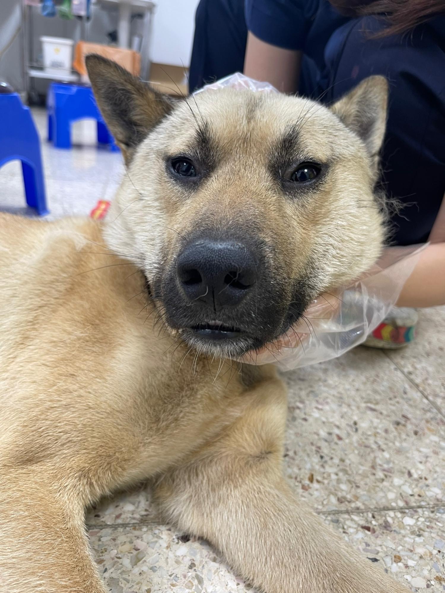 반려동물보호센터_443571202301867