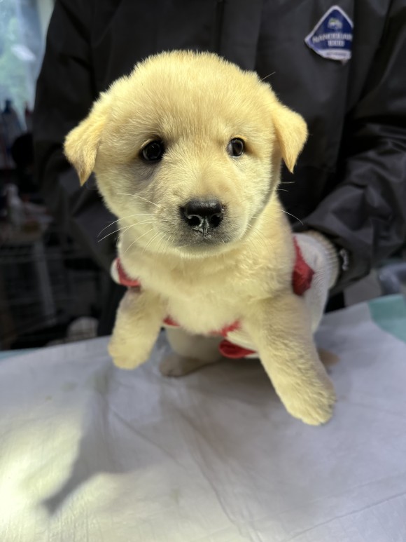 양평군유기동물보호소_441417202300672