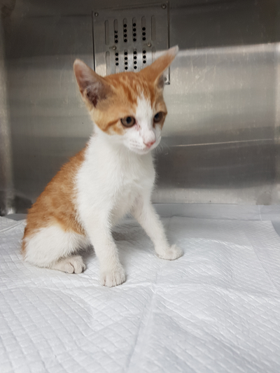 조재진동물병원_428354202300988