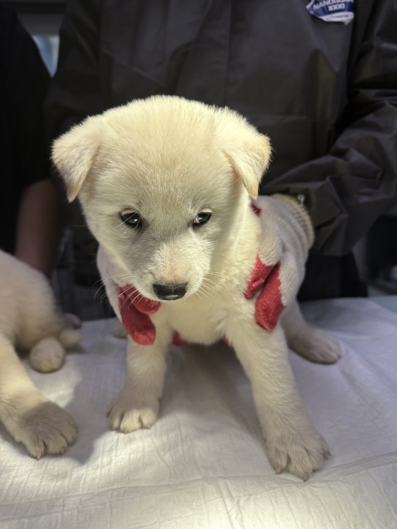 양평군유기동물보호소_441417202300671