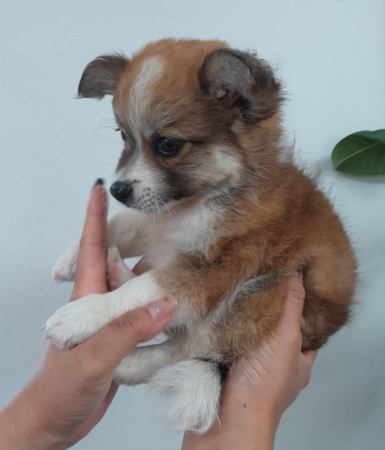 경주동물사랑보호센터_447505202300696