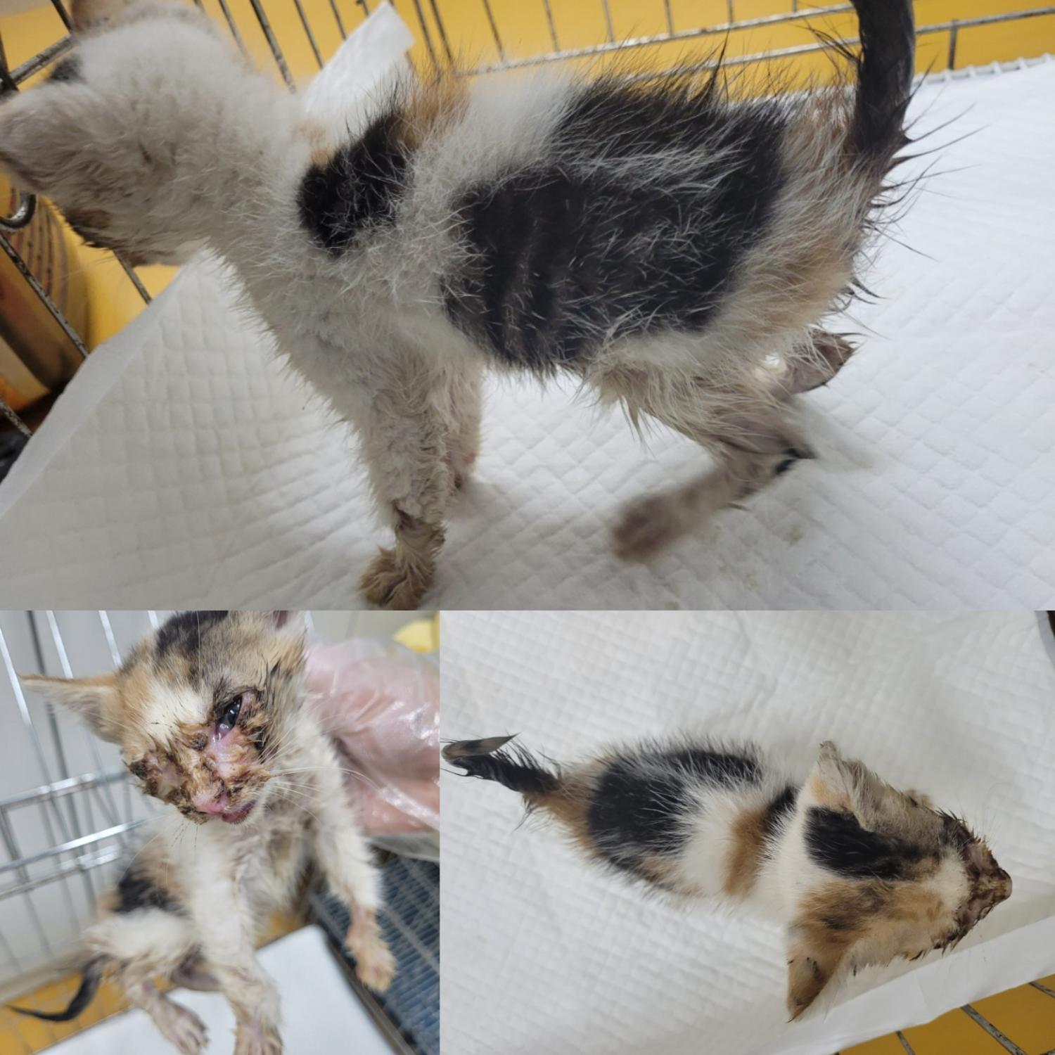 논산시 동물보호센터_444454202300597