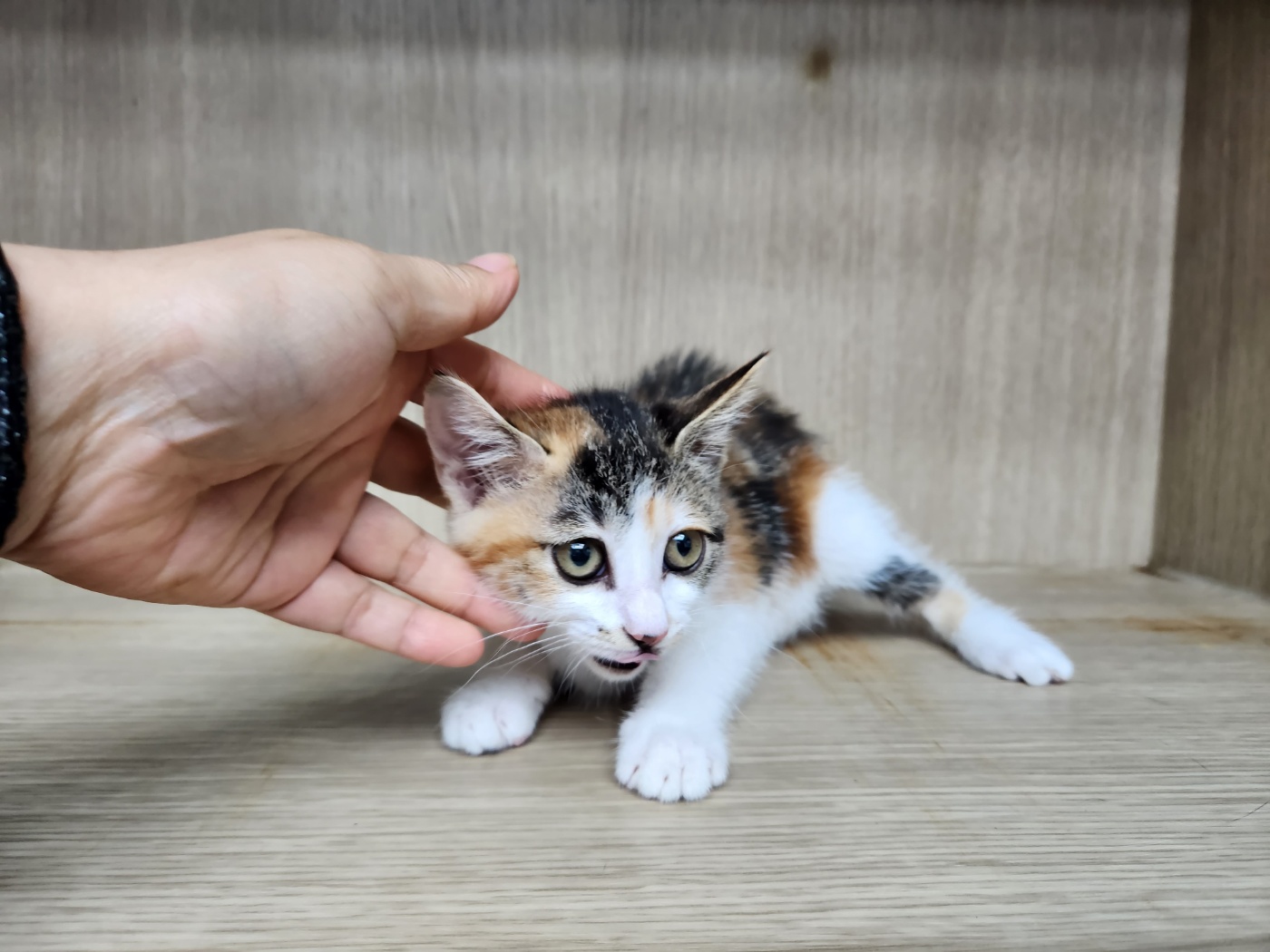 광주TNR동물병원송정_441554202301183