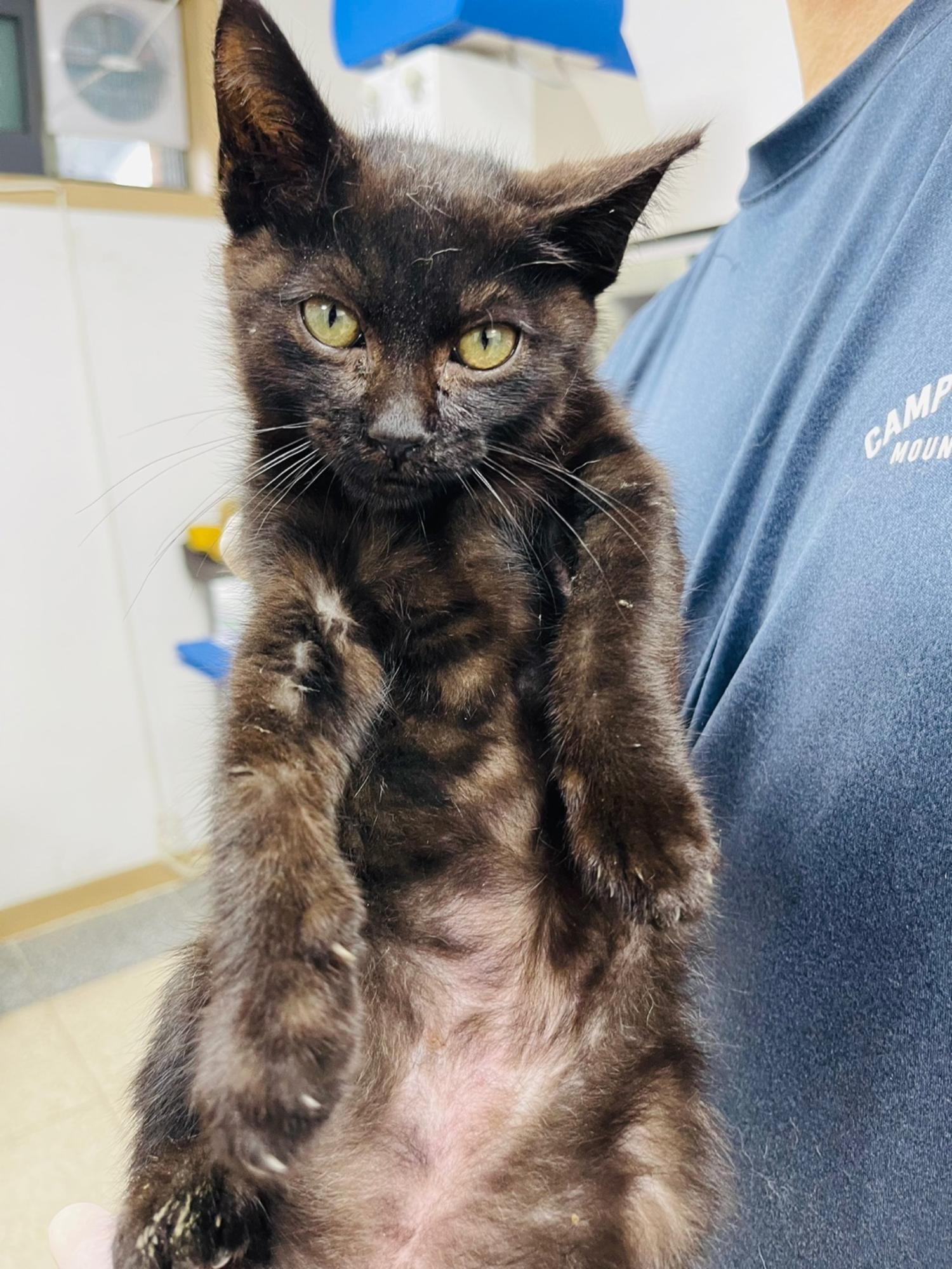 반려동물보호센터_443571202301870