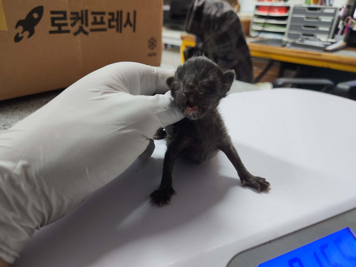 광주 동물보호소_429360202300609