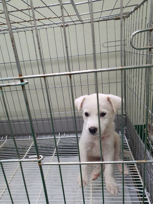 공주시 동물보호소_444450202300431