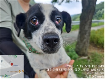 대전동물보호센터_430365202300328