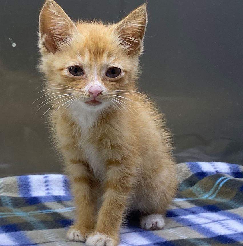 보령길고양이보호협회_444451202300648