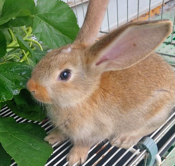 보령시유기동물보호소_444451202300649