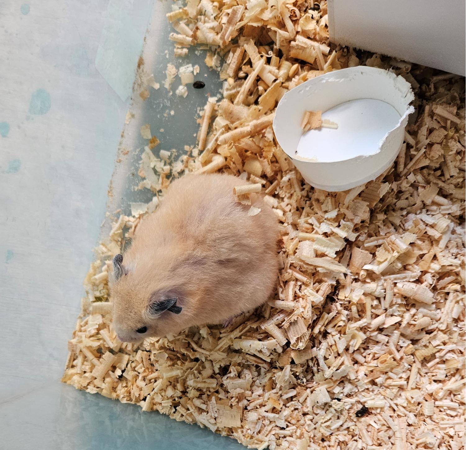 대구유기동물보호협회_427345202300506