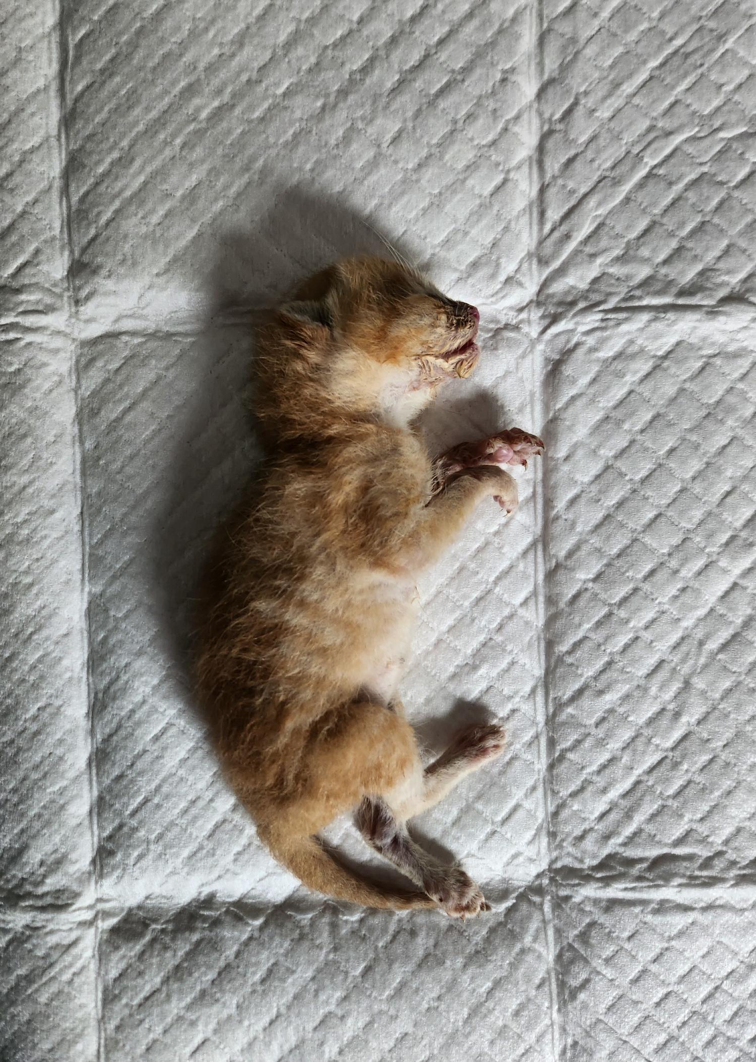 울산유기동물보호센터_431370202300666