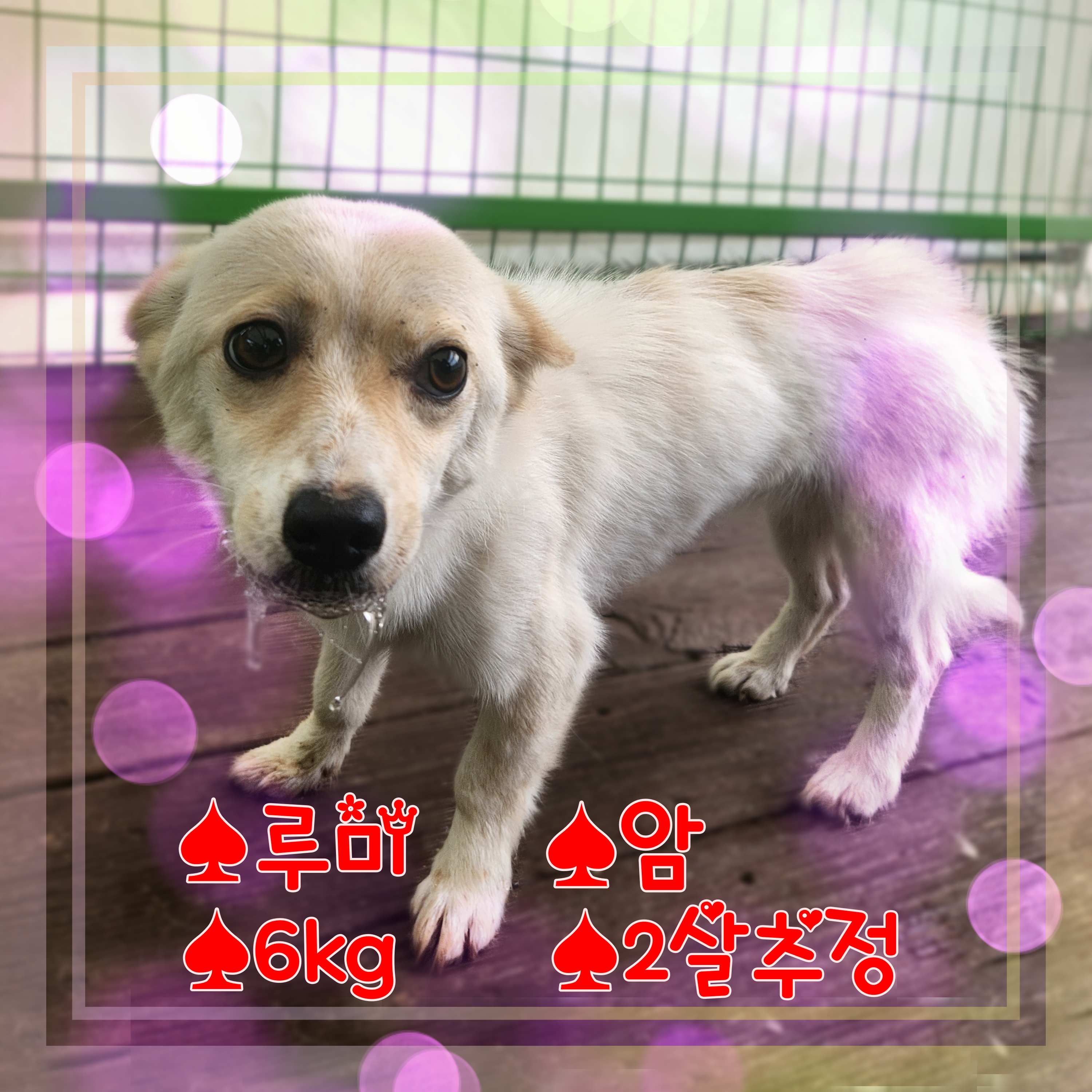 군산유기동물보호센터_445467202301320