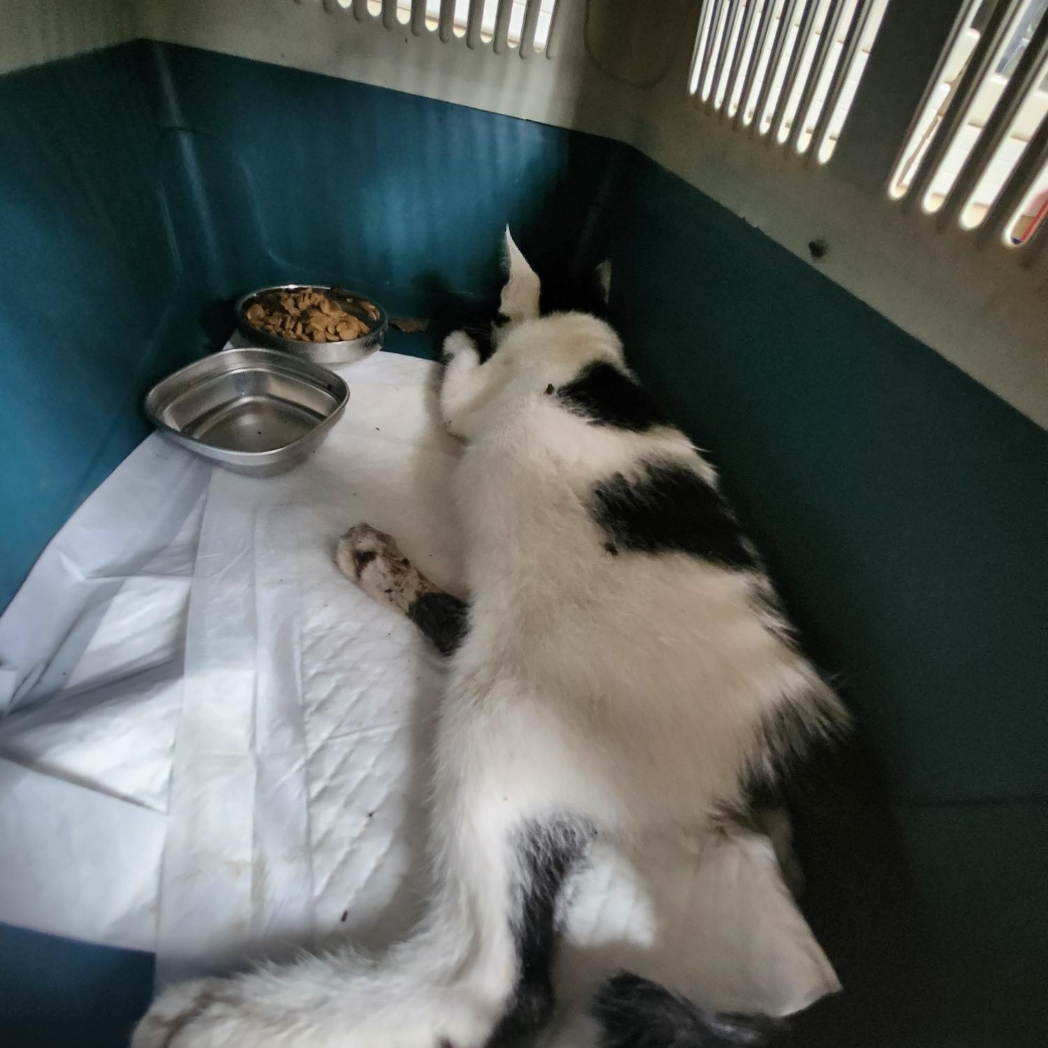 울산유기동물보호센터_431373202300748