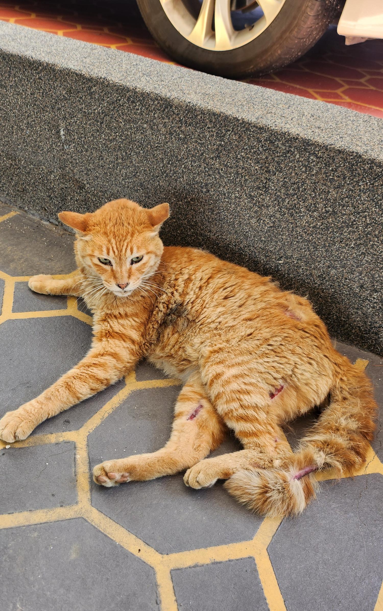 울산유기동물보호센터_431372202300360