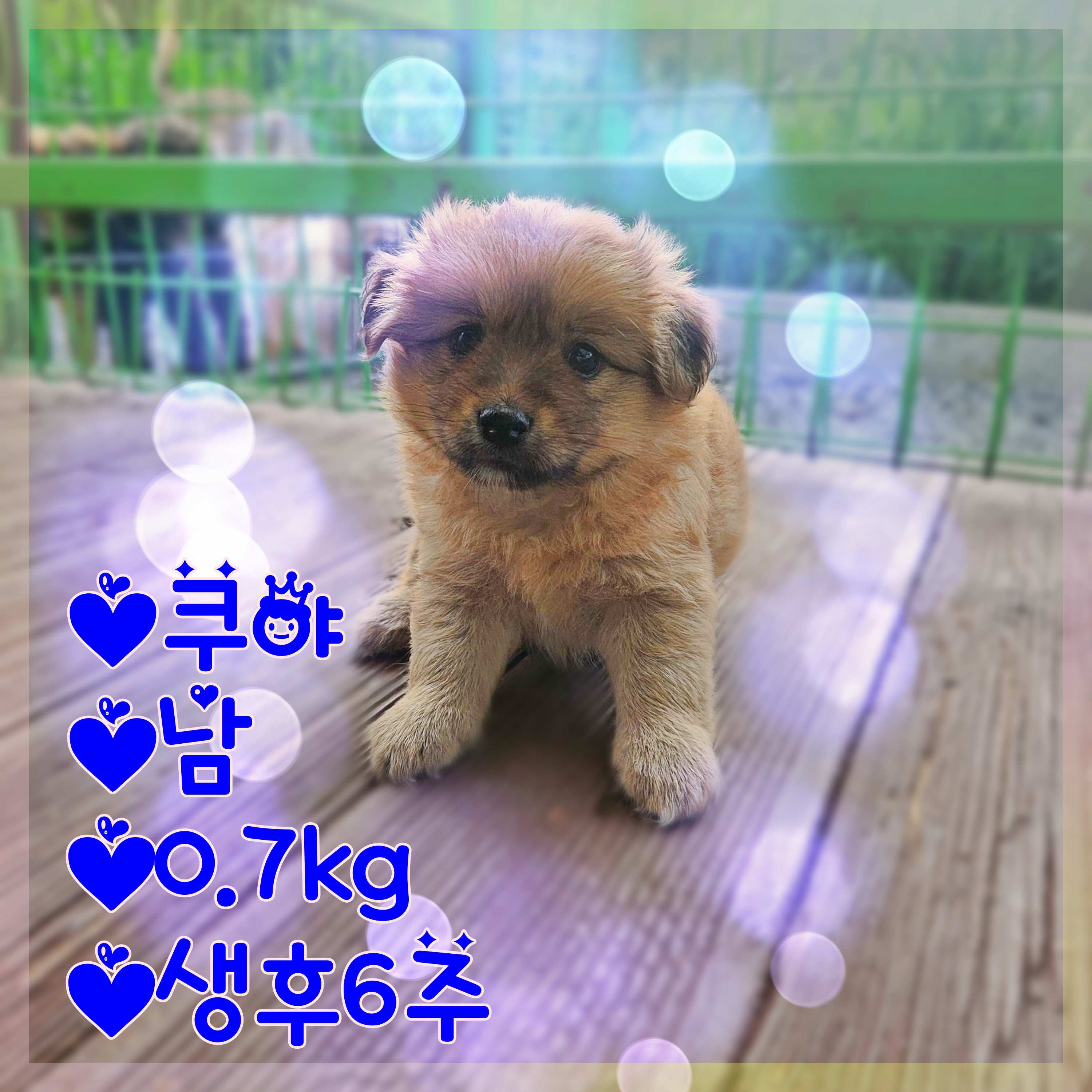 군산유기동물보호센터_445467202301322