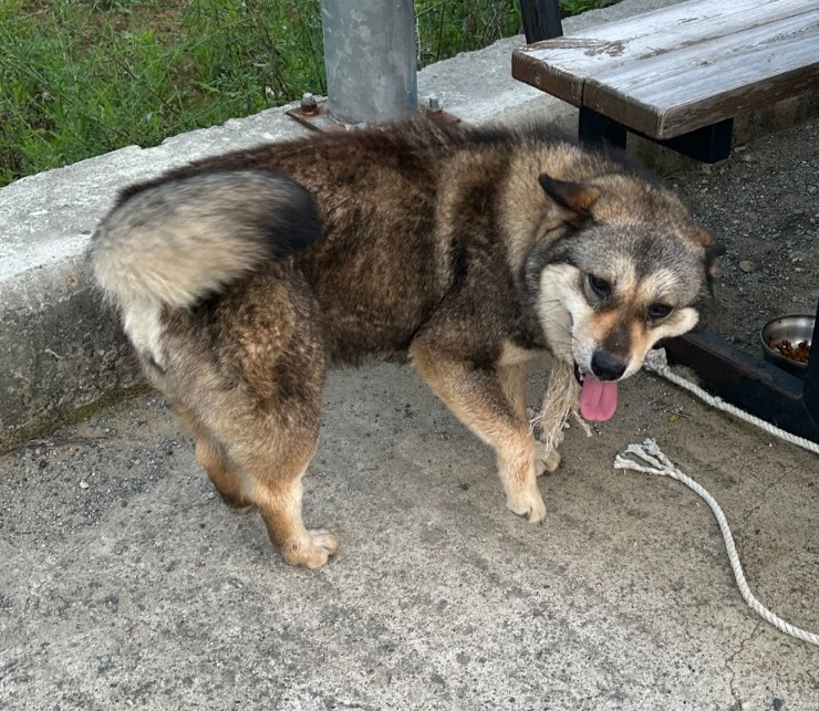 울산유기동물보호센터_431373202300749