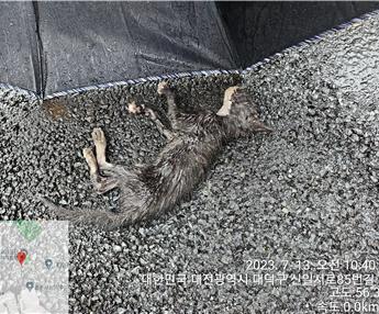 대전동물보호센터_430368202300320