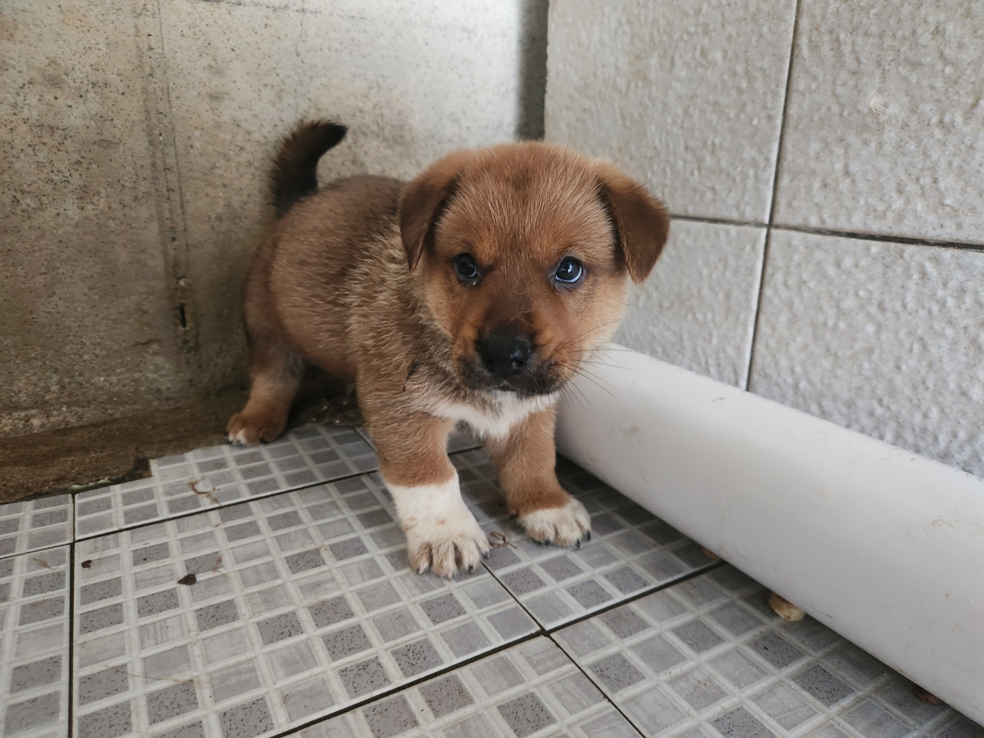 광주 동물보호소_429361202300311