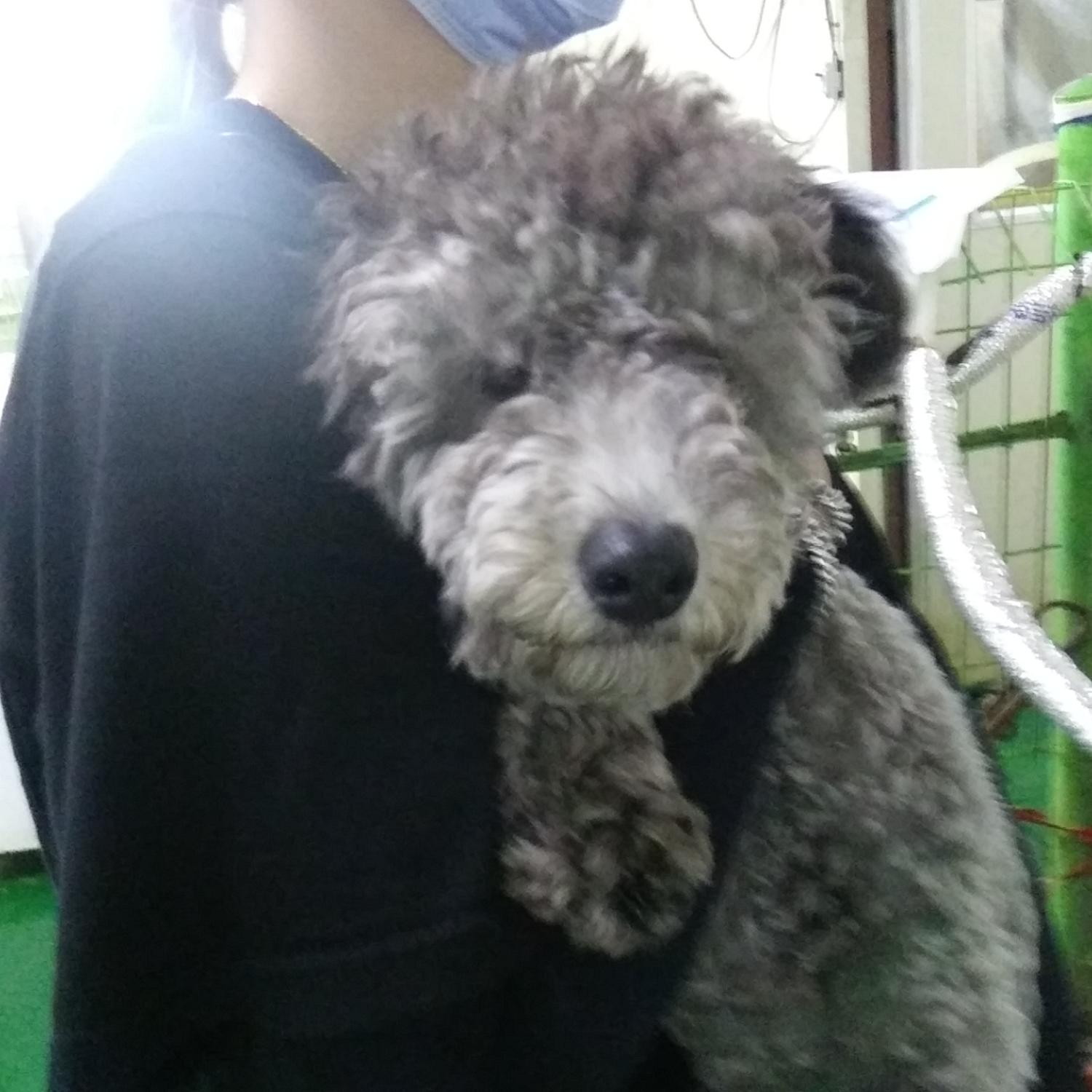 인천광역시수의사회_428351202300578